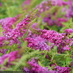 Load image into Gallery viewer, Butterfly Bush, Lo & Behold Ruby Chip #3
