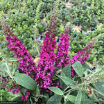 Load image into Gallery viewer, Butterfly Bush, Lo & Behold Ruby Chip #3