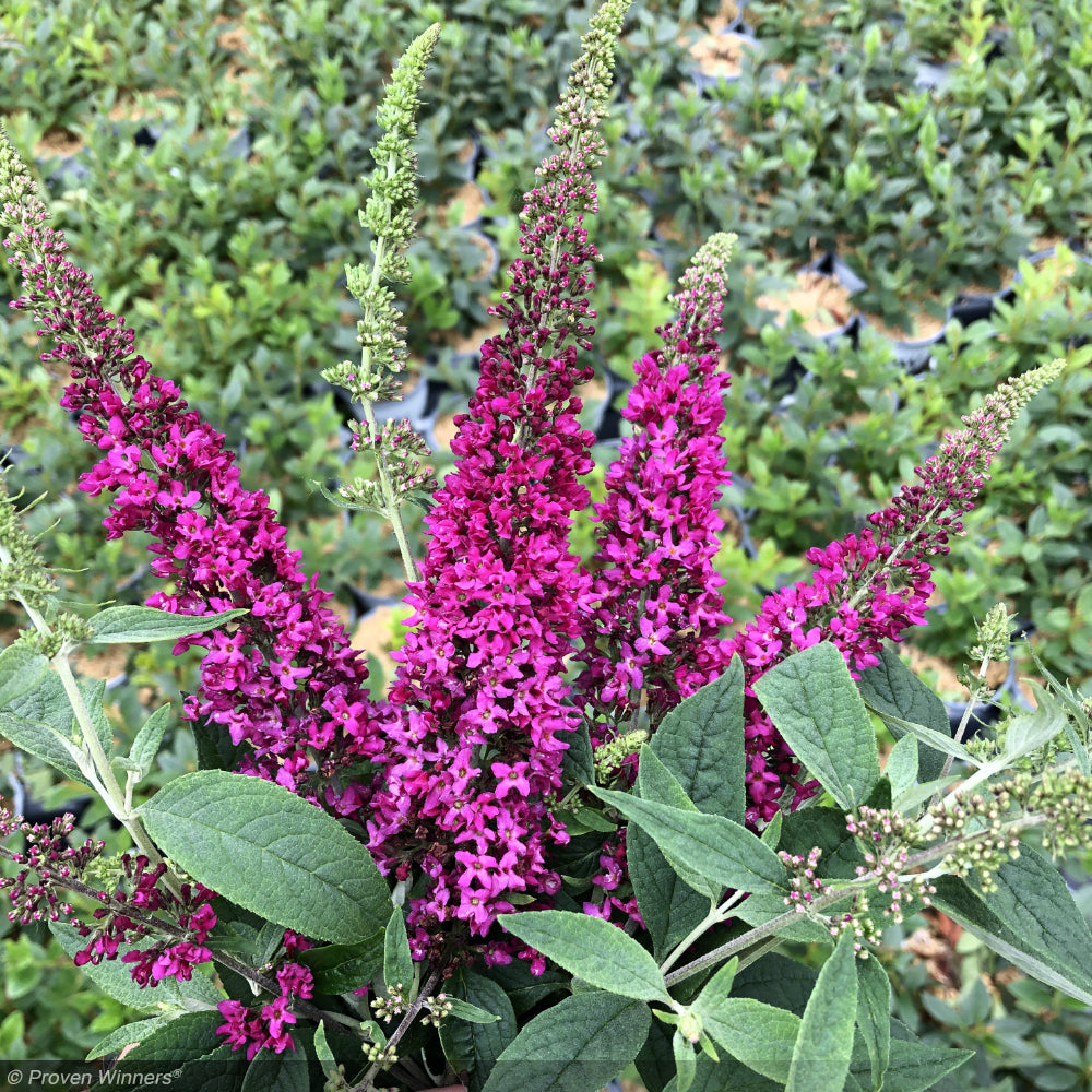 Butterfly Bush, Lo & Behold Ruby Chip #3