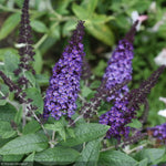 Load image into Gallery viewer, Butterfly Bush, Pugster Blue #2