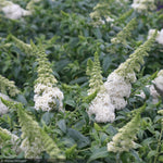 Load image into Gallery viewer, Butterfly Bush, Pugster White #3