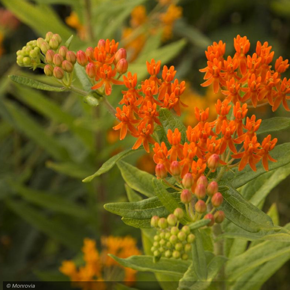 Butterfly Weed Gay Butterflies #1