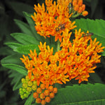 Load image into Gallery viewer, Butterfly Weed, Orange #1