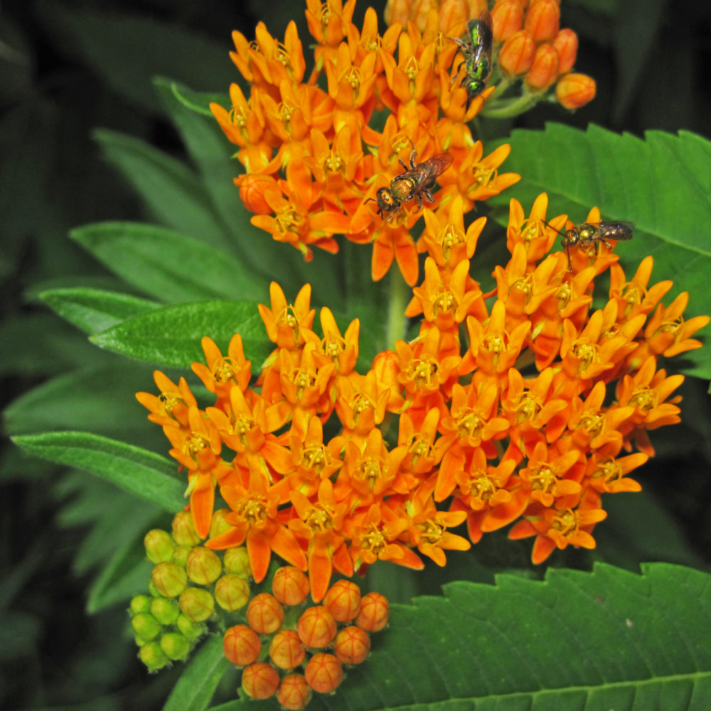 Butterfly Weed, Orange #1