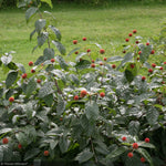 Load image into Gallery viewer, Buttonbush, Sugar Shack #3