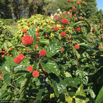 Load image into Gallery viewer, Buttonbush, Sugar Shack #3