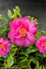 Load image into Gallery viewer, Camellia, Royal Flush ShiShi #1