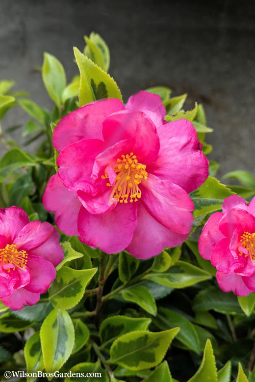 Camellia, Royal Flush ShiShi #1