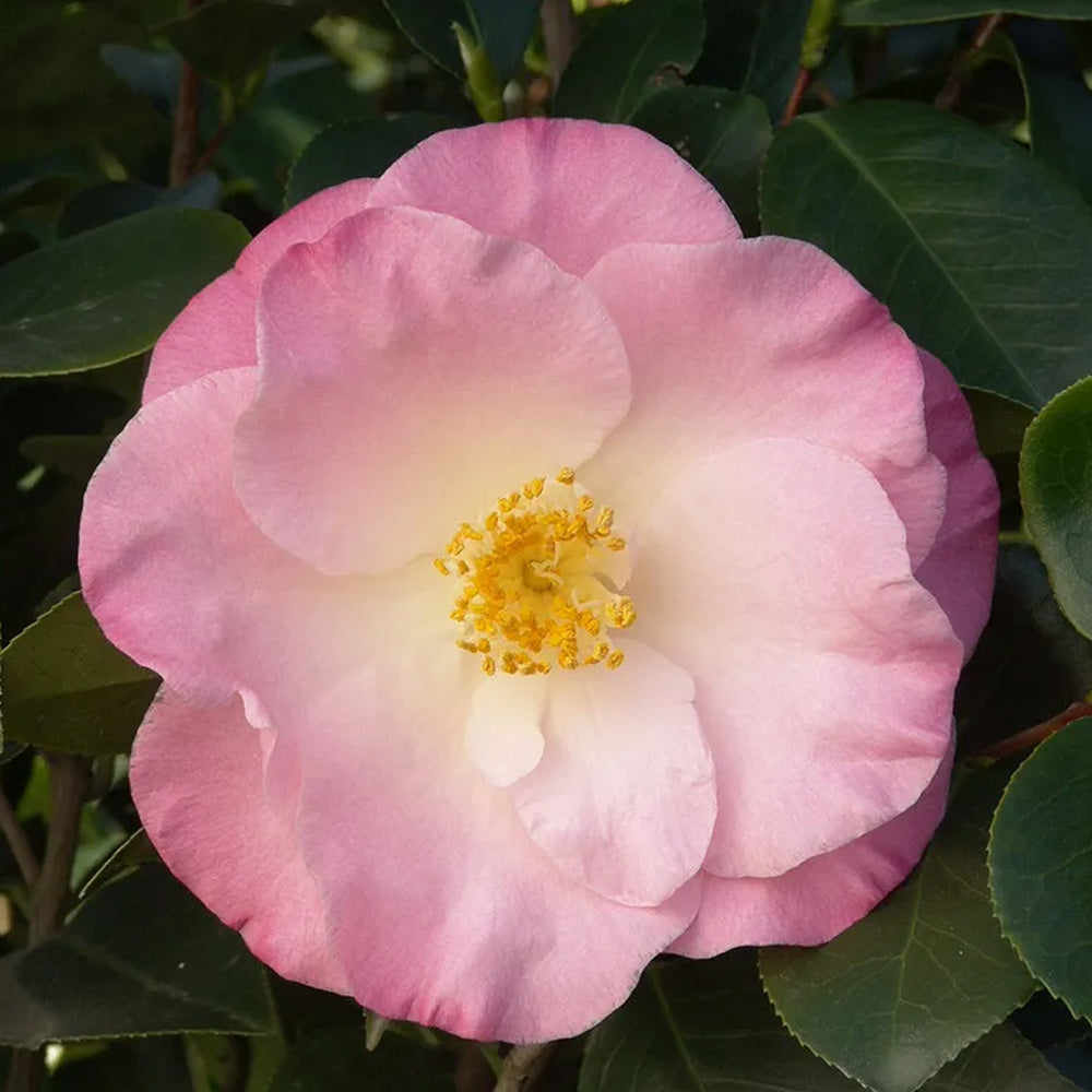 Camellia, Ice Angels April Remembered #3 – Greenwood Creek Nursery