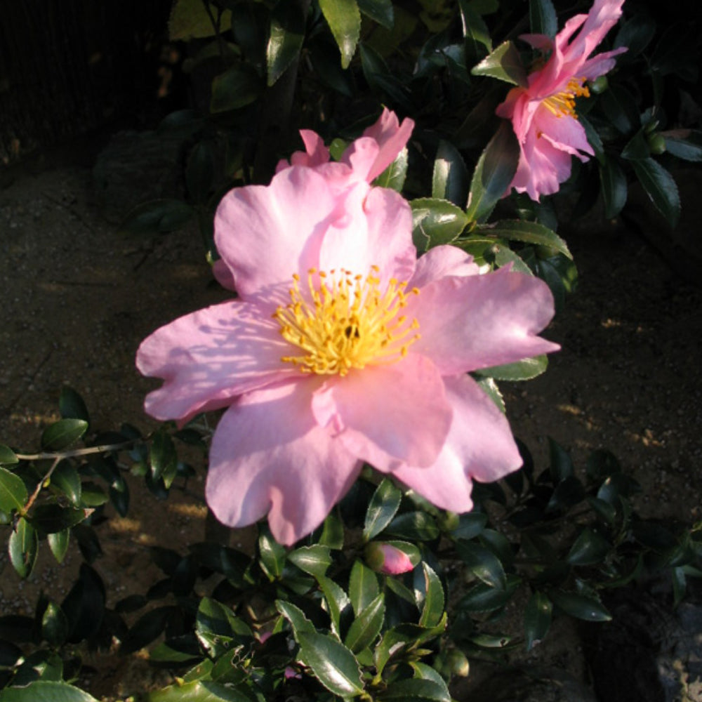 Camellia, Cleopatra #3 – Greenwood Creek Nursery