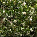 Load image into Gallery viewer, Camellia, Ice Angels Winter's Snowman #5