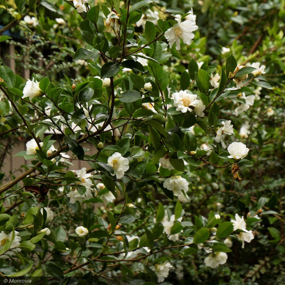 Camellia, Ice Angels Winter's Snowman #5