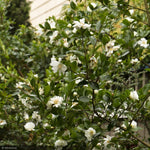 Load image into Gallery viewer, Camellia, Ice Angels Winter's Snowman #5