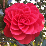 Load image into Gallery viewer, Camellia, Jacks #5