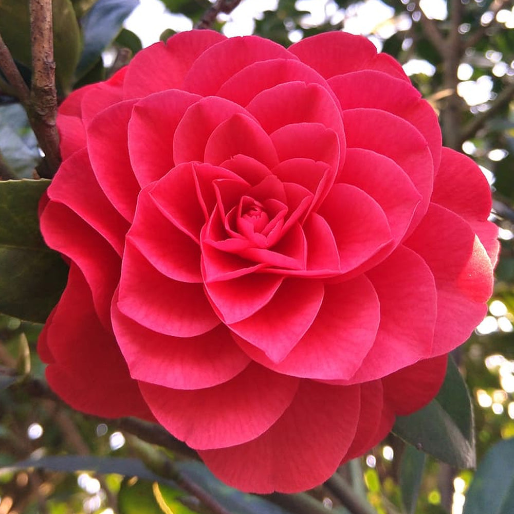 Camellia, Jacks #5