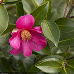 Load image into Gallery viewer, Camellia, Kanjiro #5
