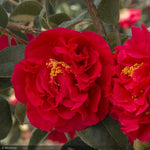 Load image into Gallery viewer, Camellia, Kramer's Supreme #3