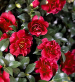 Load image into Gallery viewer, Camellia, October Magic Ruby #7