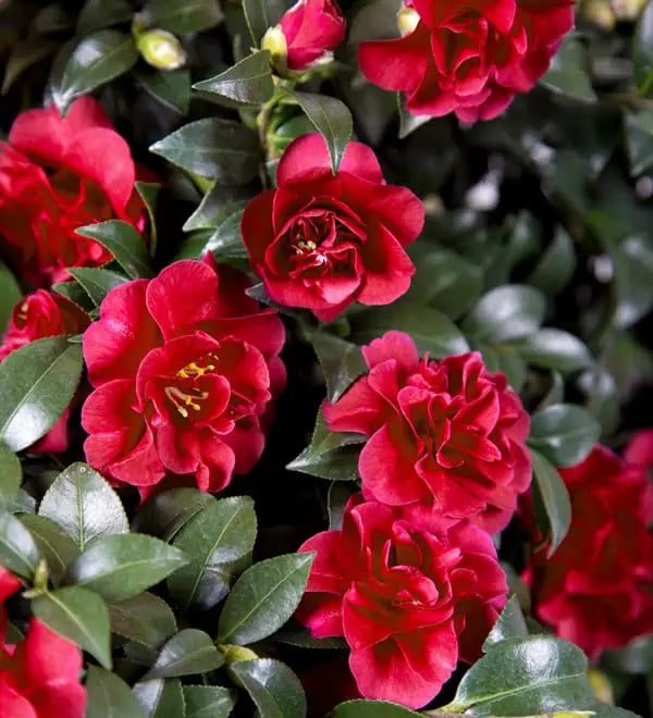 Camellia, October Magic Ruby #7