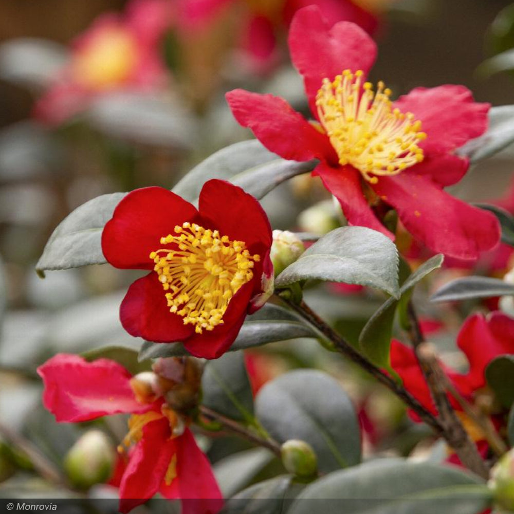 Camellia, Yuletide #3