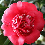 Load image into Gallery viewer, Camellia, April Tryst #7