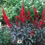 Load image into Gallery viewer, Cardinal Flower, Black Truffle #1