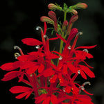Load image into Gallery viewer, Cardinal Flower #1
