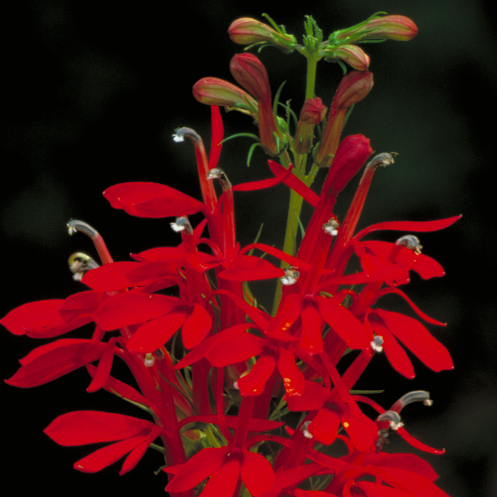 Cardinal Flower #1