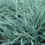 Load image into Gallery viewer, Carex Grass, Blue Zinger #1