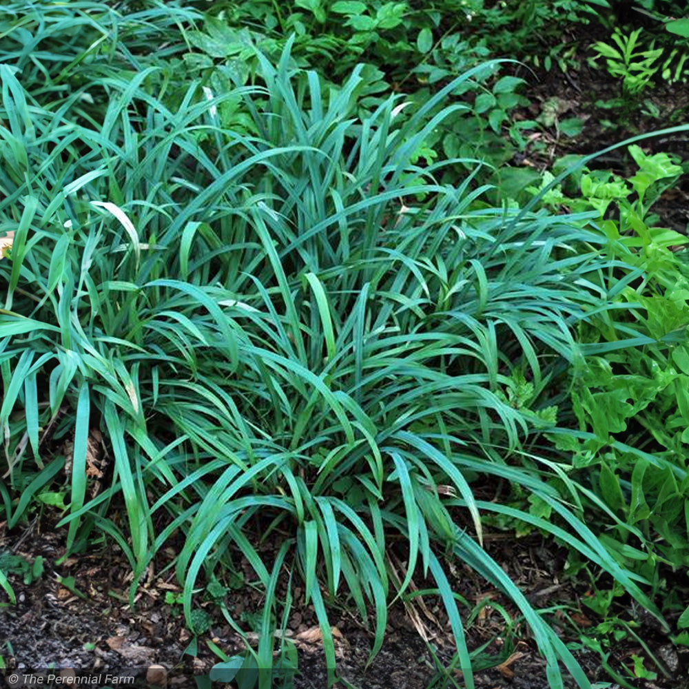 Carex Grass, Bunny Blue #1 – Greenwood Creek Nursery