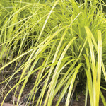 Load image into Gallery viewer, Carex Grass, EverColor Everillo #1