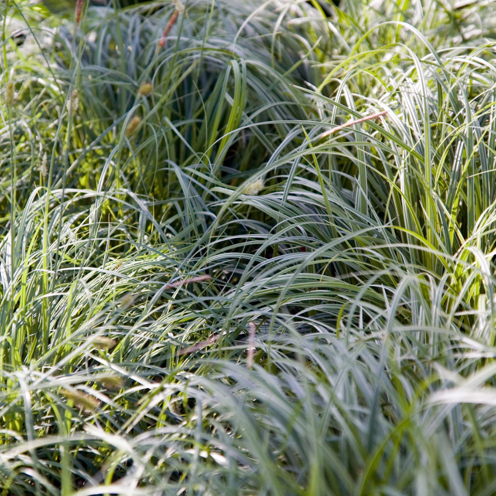 Carex Grass, Everest 1 Greenwood Creek Nursery