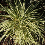 Load image into Gallery viewer, Carex Grass, Evergold #2