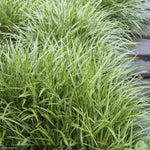 Load image into Gallery viewer, Carex Grass, Ice Dance #1