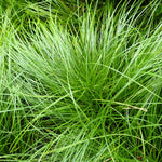 Load image into Gallery viewer, Carex Grass, Pensylvanica #1