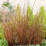 Load image into Gallery viewer, Carex Grass, Red Rooster #1