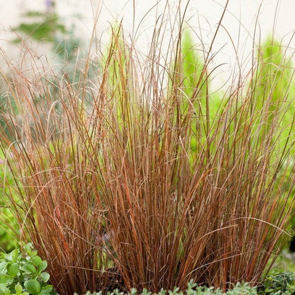 Carex Grass, Red Rooster #1