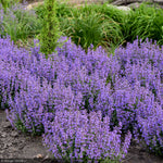 Load image into Gallery viewer, Catmint, Cat's Pajamas #1