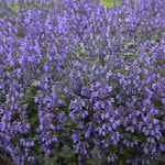 Load image into Gallery viewer, Catmint, Picture Purrfect #1