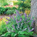 Load image into Gallery viewer, Catmint, Purple Haze #1