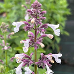 Load image into Gallery viewer, Catmint, Whispurr Pink #1