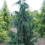 Load image into Gallery viewer, Cedar, Alaskan Blue Weeping 6' - 7' B&B