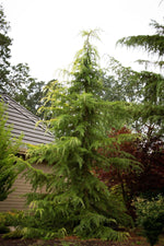 Load image into Gallery viewer, Cedar, Golden Deodara #7