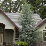 Load image into Gallery viewer, Cedar, Blue Atlas 10' B&B