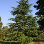 Load image into Gallery viewer, Cedar, Deodara 8'-10' B&B