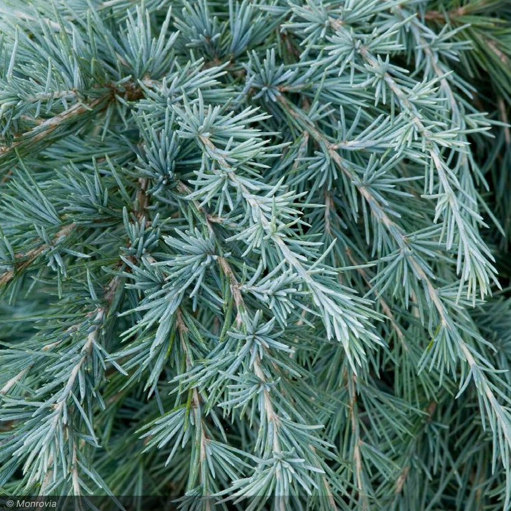 Cedar, Deodara Feelin Blue #5