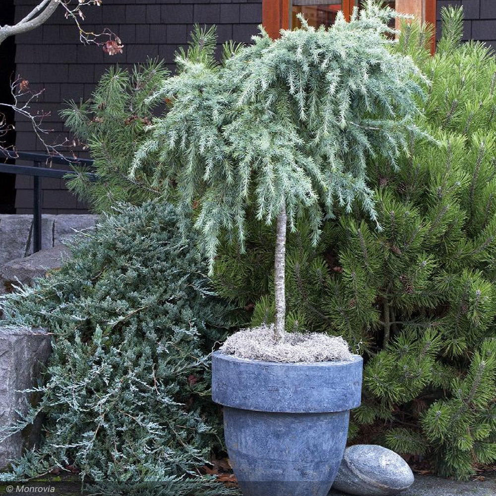 Cedar, Deodara Feelin Blue #5