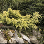 Load image into Gallery viewer, Cedar, Deodara Feeling Sunny #5