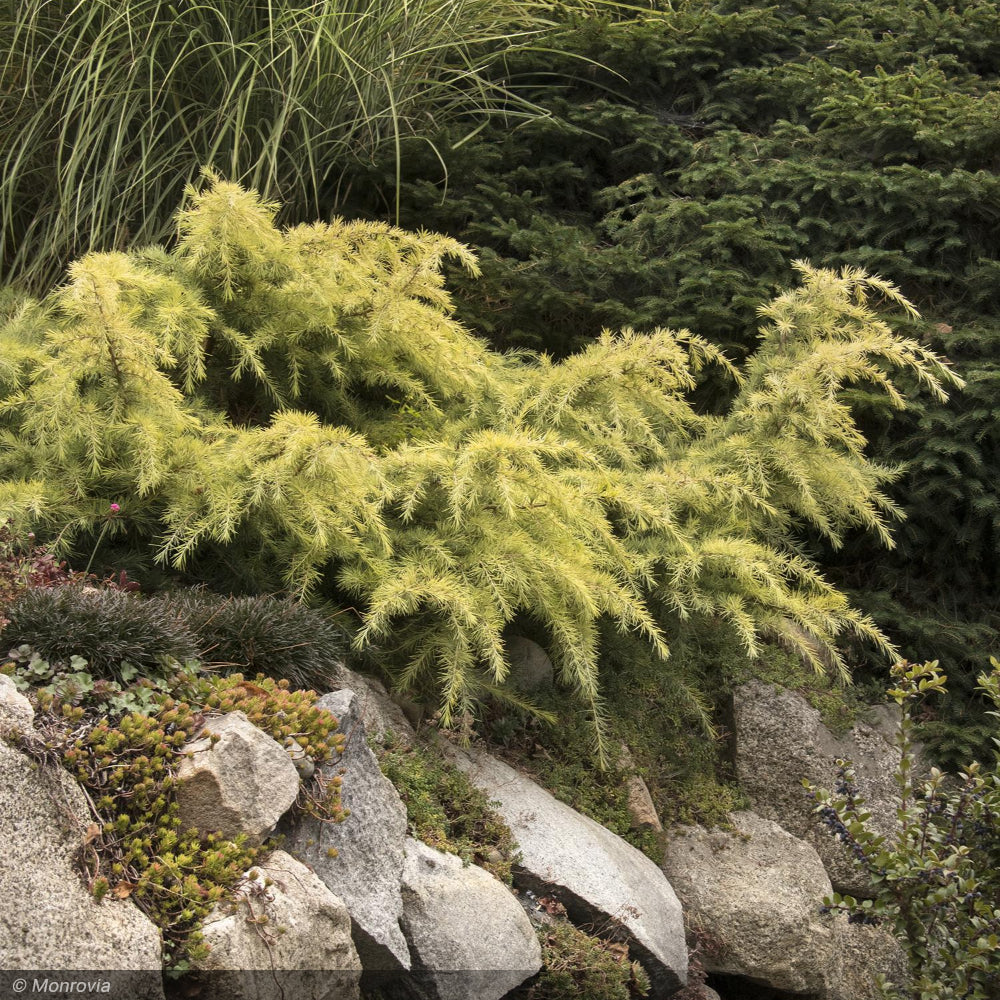 Cedar, Deodara Feeling Sunny #5