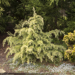 Load image into Gallery viewer, Cedar, Deodara Feeling Sunny #5